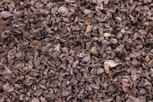 environmental-sustainabilty-3 (1).jpg, Environment